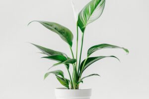 product 03