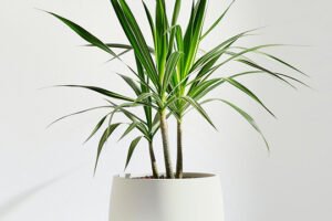product 05