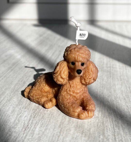 vela poodle vela poodle