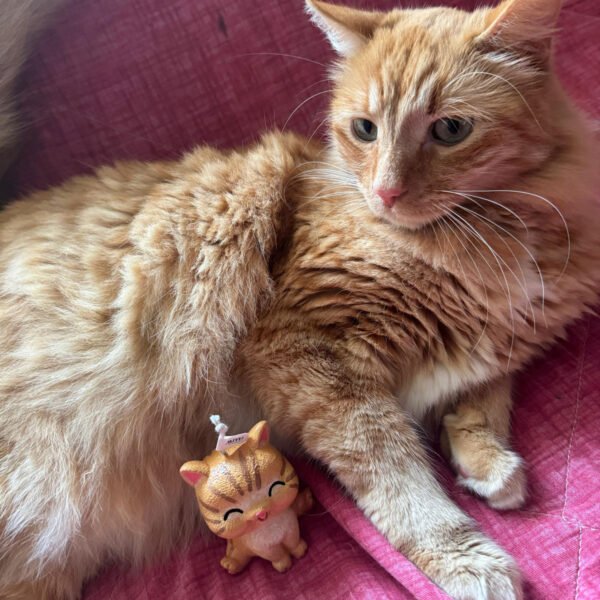 gato personalizado 4 gato personalizado 4