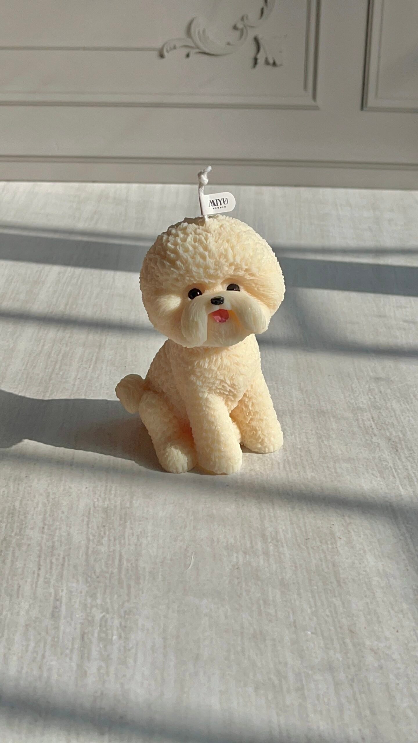 vela bichón frissé vela bichón frissé