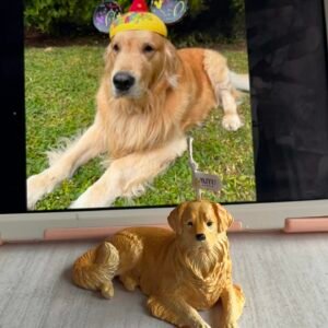 vela golden retriever miyu studio