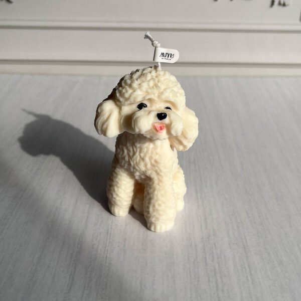 caniche blanco caniche blanco